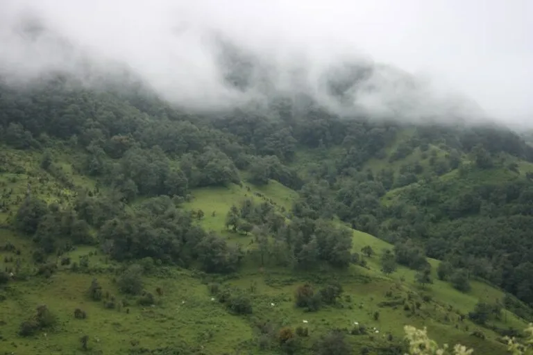 Plantas de los bosques nublados de Mesoamérica trepan las montañas para escapar del cambio climático