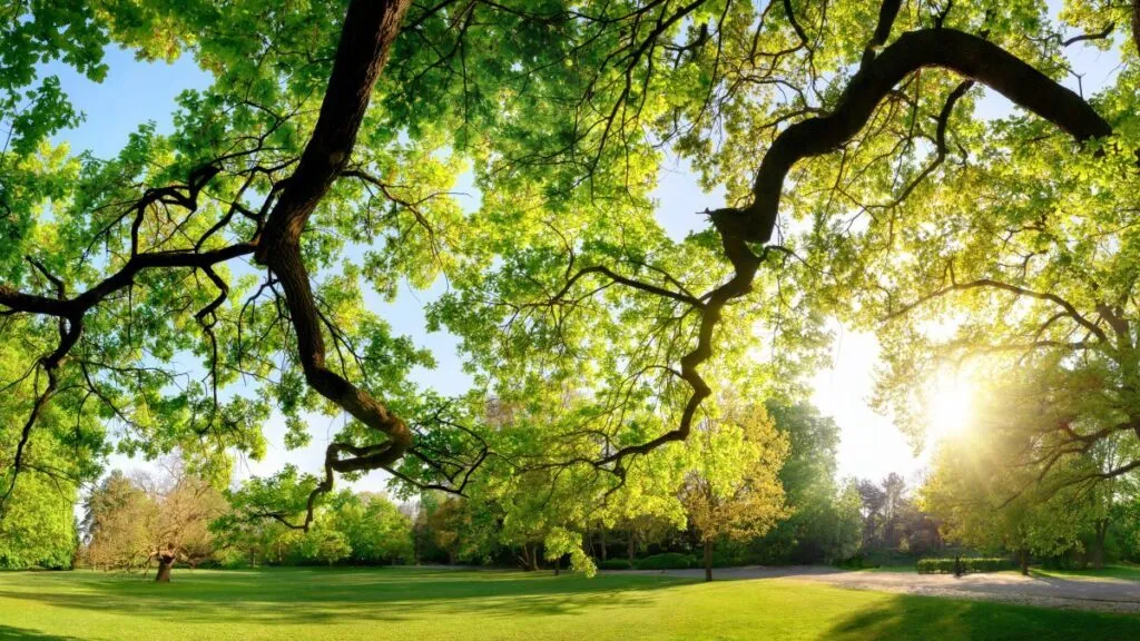 La relación entre naturaleza y salud mental