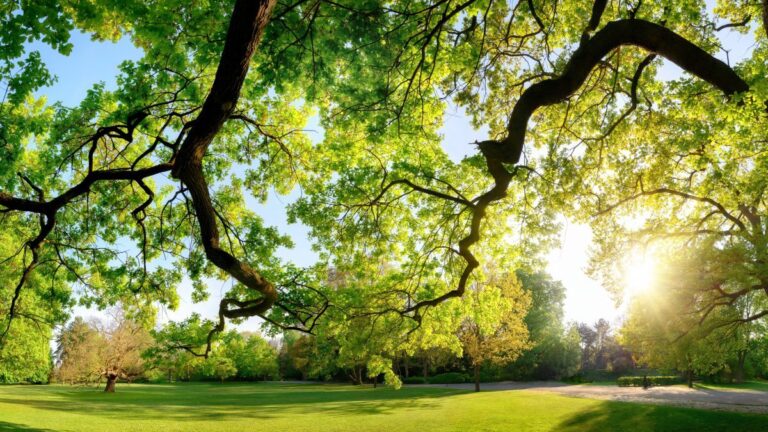 La relación entre naturaleza y salud mental