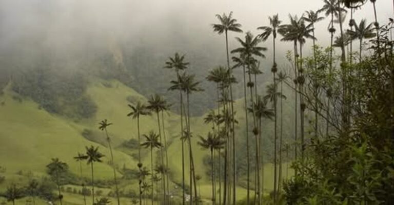 Plantas invisibles para la conservación internacional: ¿qué pasará si desaparecen?
