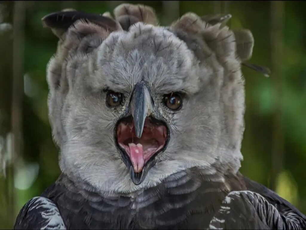 Reportan avistamiento de una Águila Arpía extinta en Chiapas