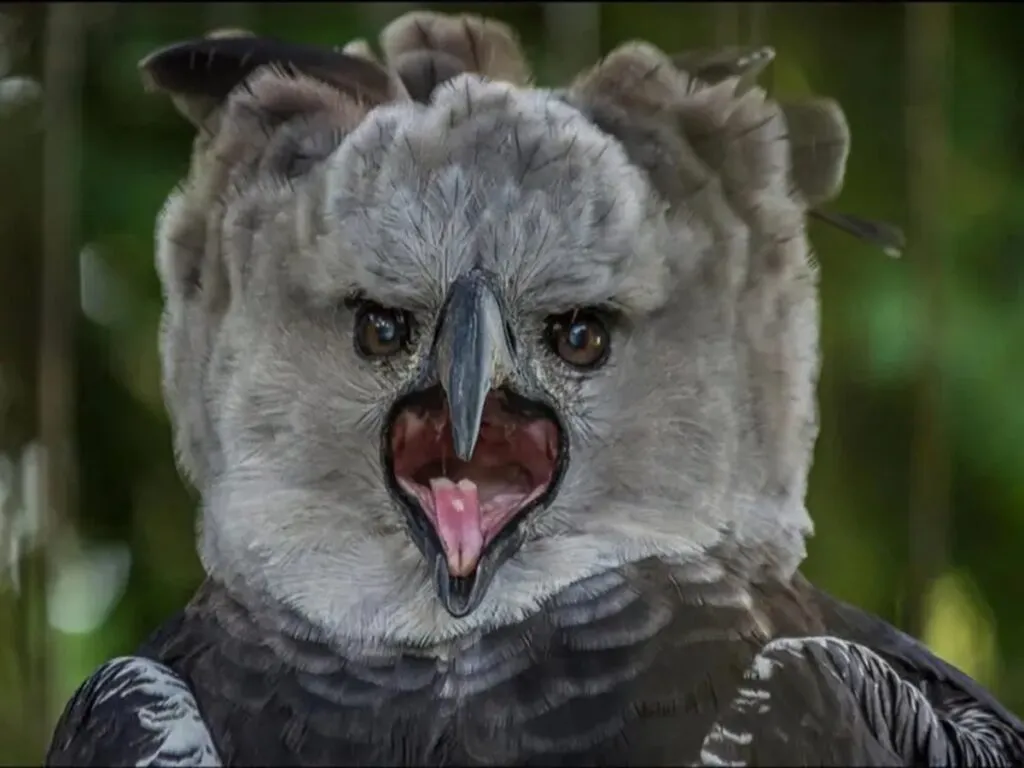 Reportan avistamiento de una Águila Arpía extinta en Chiapas