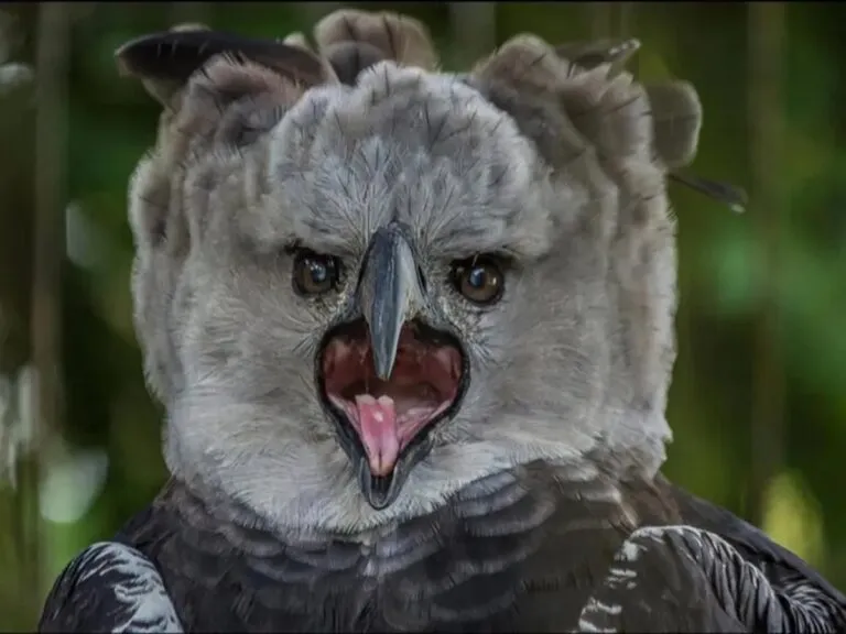 Reportan avistamiento de una Águila Arpía extinta en Chiapas