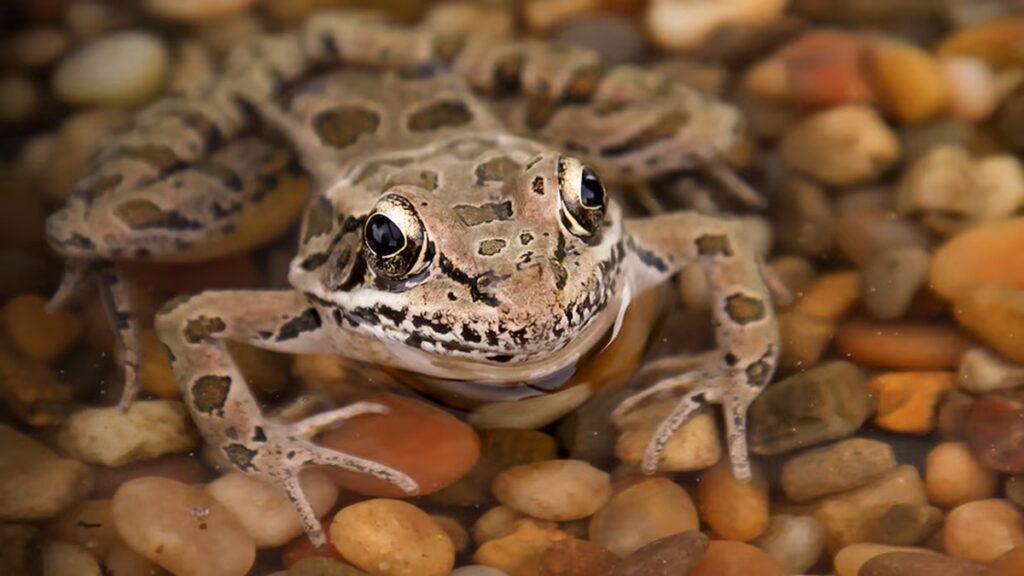 Cambio climático podría llevar al colapso a un 7,5 % de los anfibios del mundo