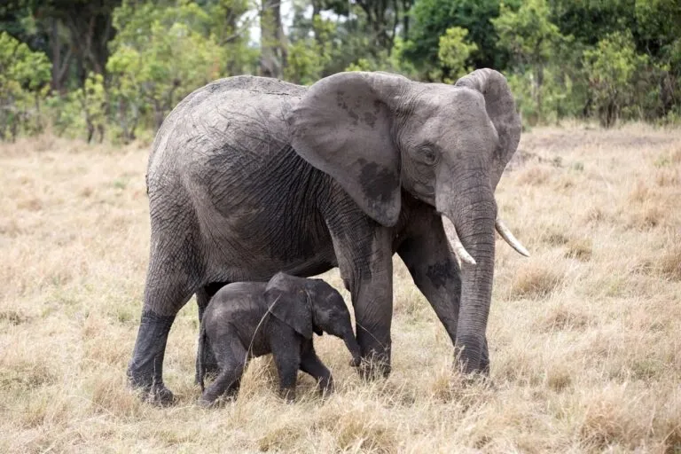 Elefantes protegen a sus crías durante sismo en California