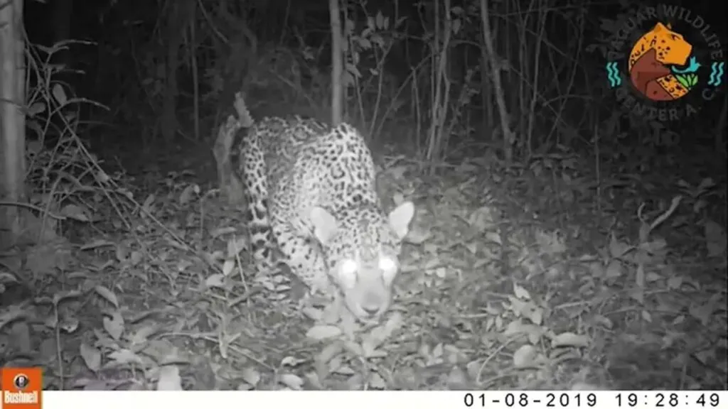Pérdida forestal desplaza al jaguar en la selva maya