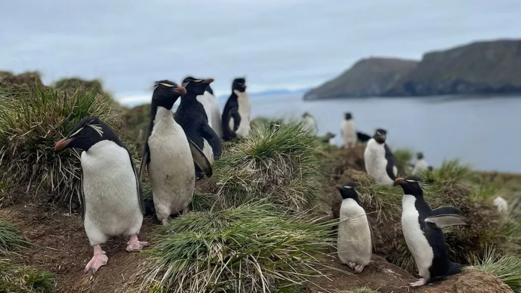 Pingüinos en peligro: advierten por una especie vulnerable en Sudamérica