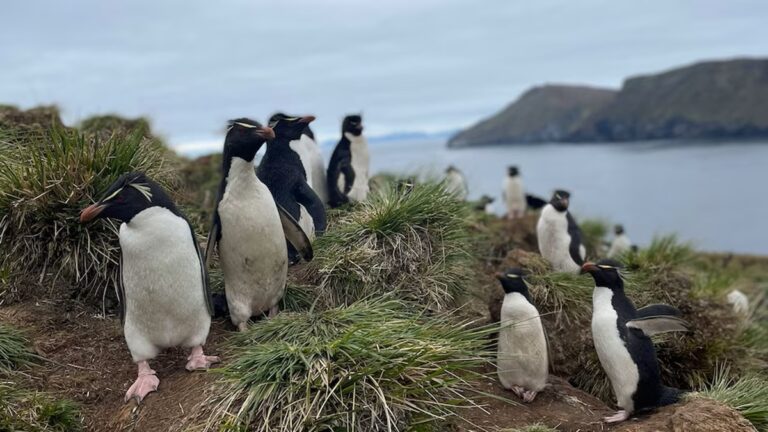 Pingüinos en peligro: advierten por una especie vulnerable en Sudamérica
