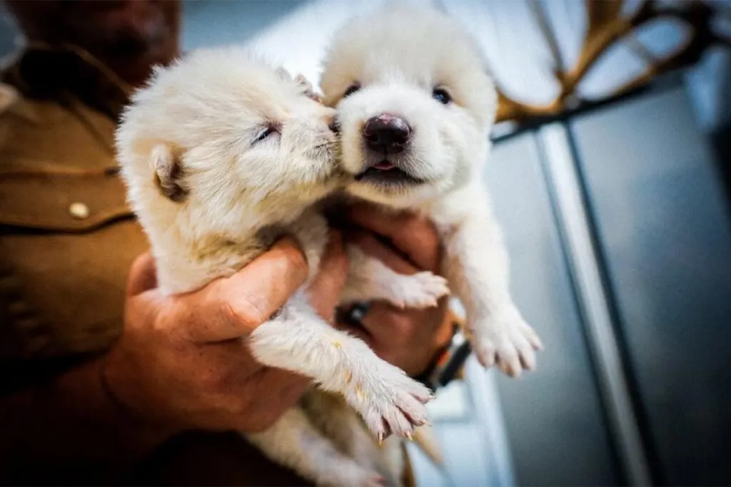Científicos revivieron al «lobo terrible» tras 12 mil años