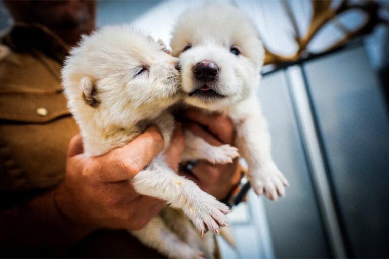 Científicos revivieron al «lobo terrible» tras 12 mil años