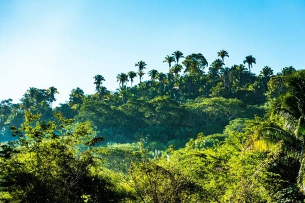 La selva podría reforestarse sola, revelan los satélites