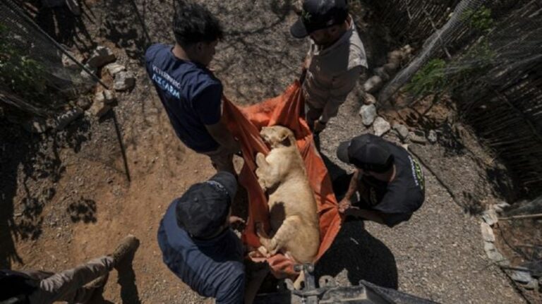 Animales también huyen de la violencia de los cárteles en Culiacán