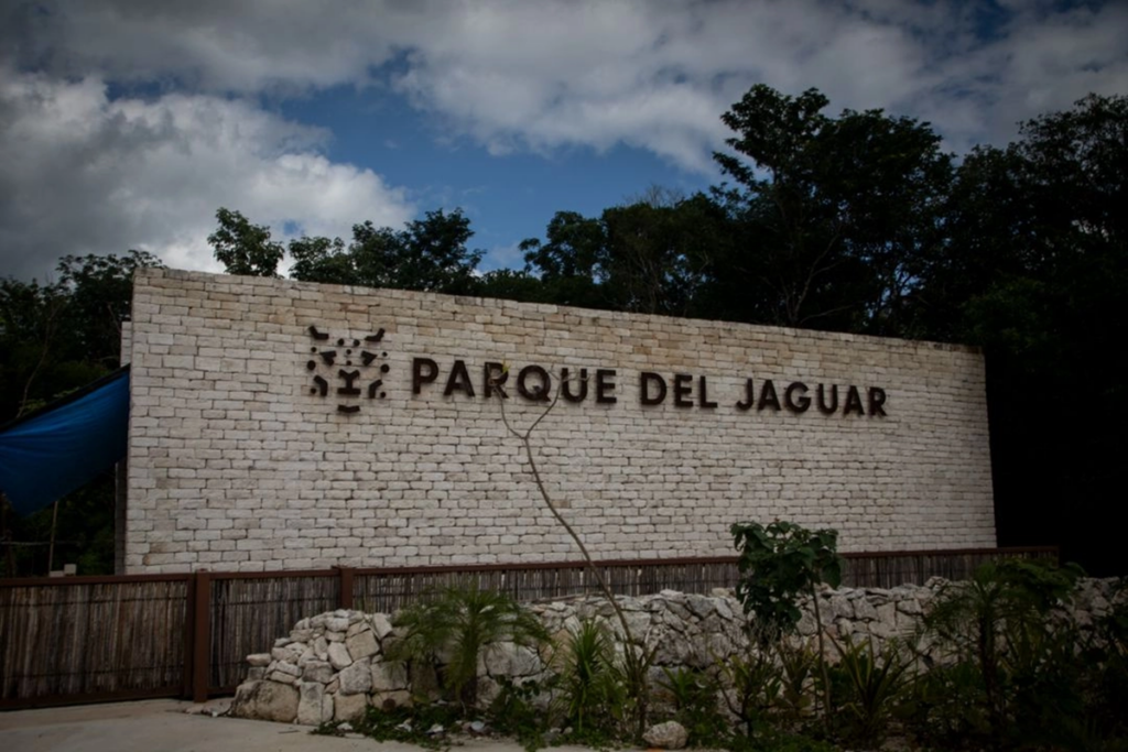 Programa de conservación global enfocará acciones en el jaguar mexicano