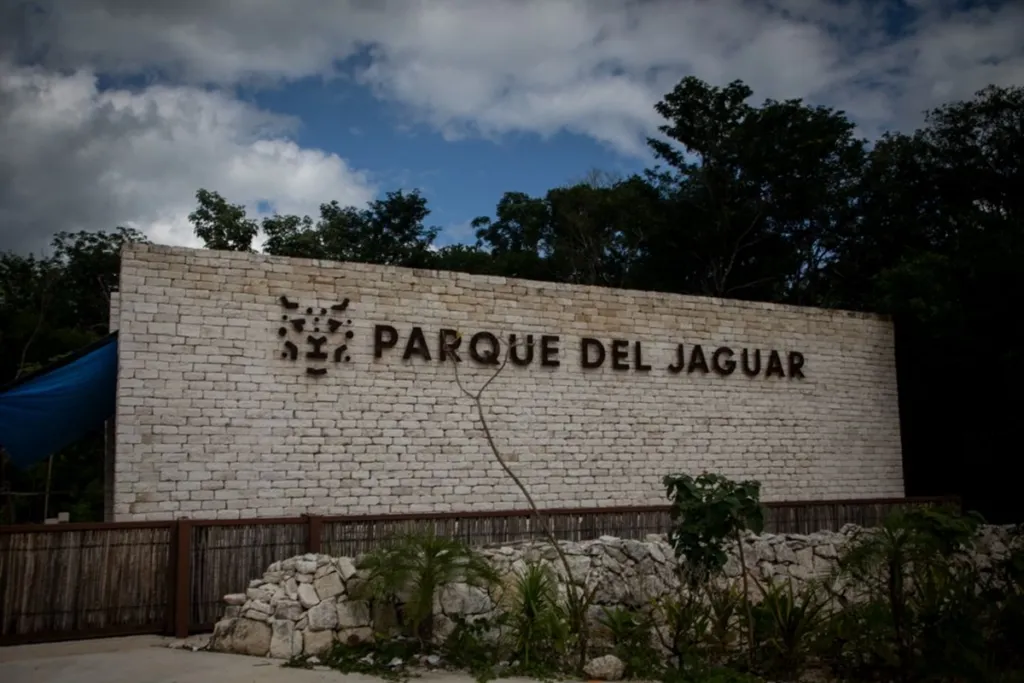 Programa de conservación global enfocará acciones en el jaguar mexicano