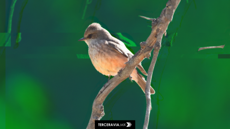 Crisis ambiental en Aguascalientes: La Pona pierde protección y enfrenta urbanización