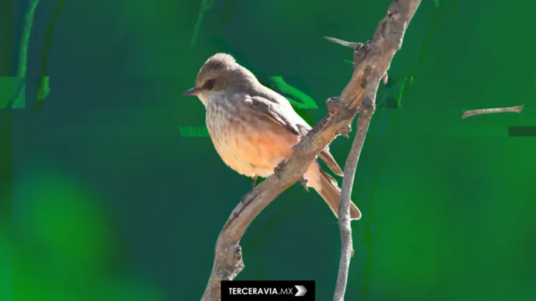 Crisis ambiental en Aguascalientes: La Pona pierde protección y enfrenta urbanización