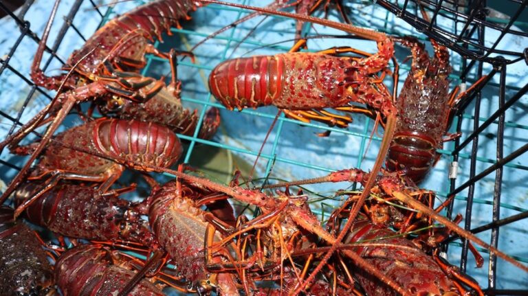 Crisis climática golpea a la pesca de langosta y al sustento de comunidades en Baja California Sur