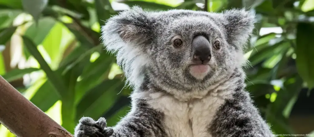 ¿Por qué más de 700 koalas fueron sacrificados en Australia?