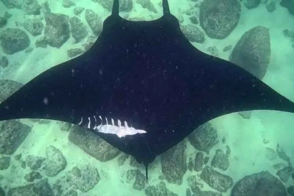 Proyecto de escalera náutica amenaza a mantarrayas gigantes, ballenas y tortugas en México