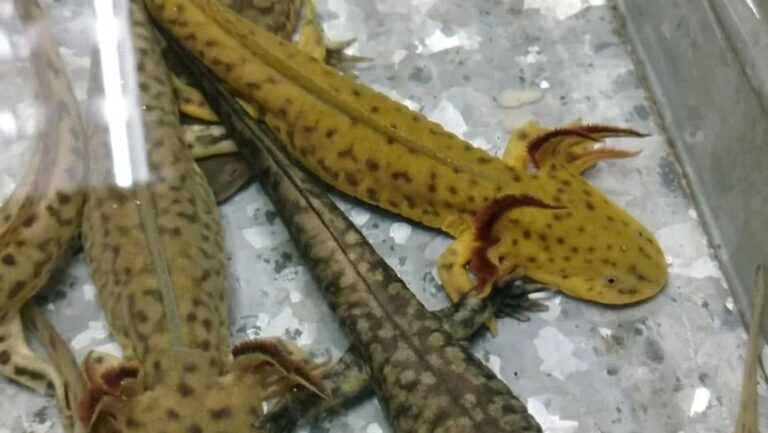 Rescatan a 13 ejemplares de ajolote de cabeza chata