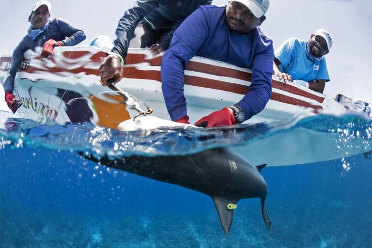 Tiburones de arrecife del Caribe se recuperan en Belice con la ayuda de sus pescadores