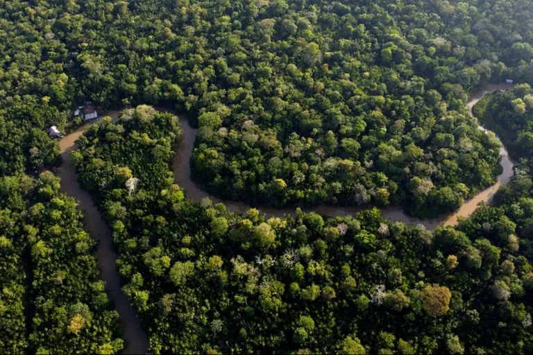 Revelan crítica situación de la Amazonía rumbo a la COP30