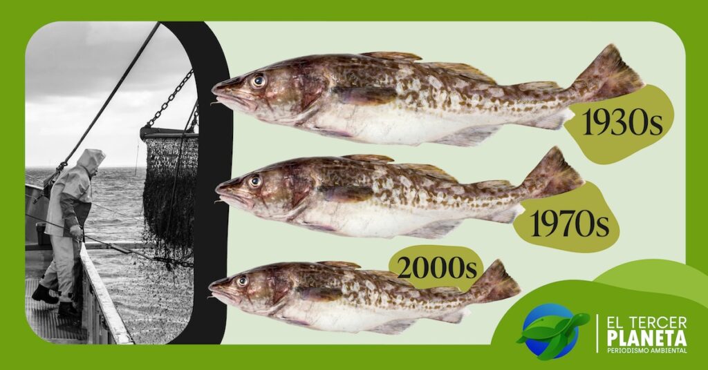 La sobrepesca que encogió al bacalao
