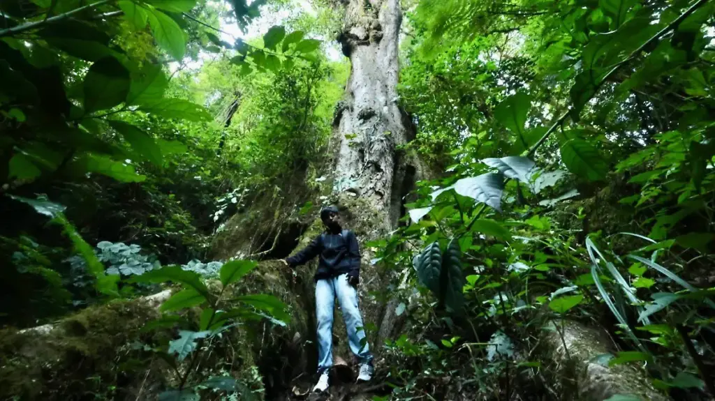 Tala clandestina acelera calentamiento en la Sierra Nororiental de Puebla