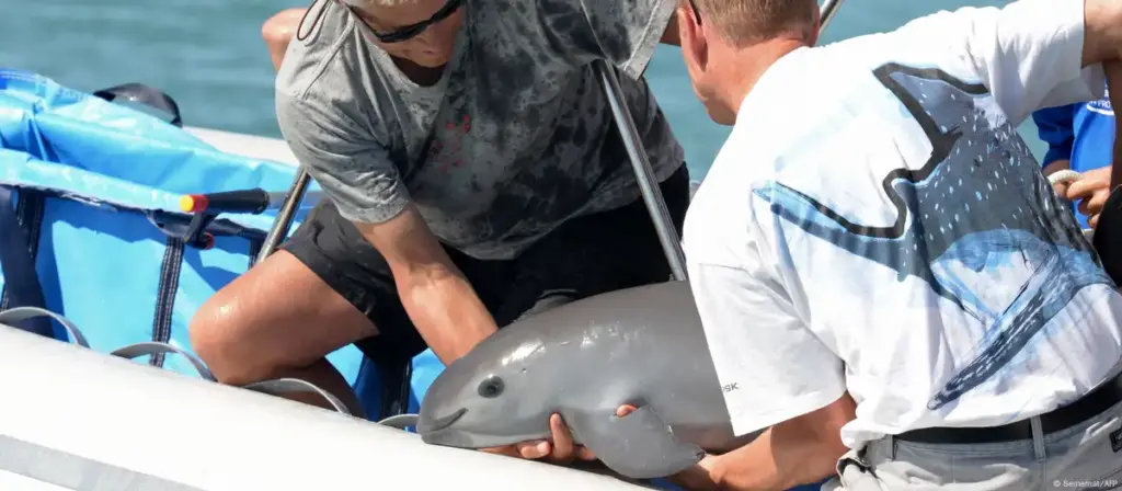 ¿La última esperanza para la vaquita marina?