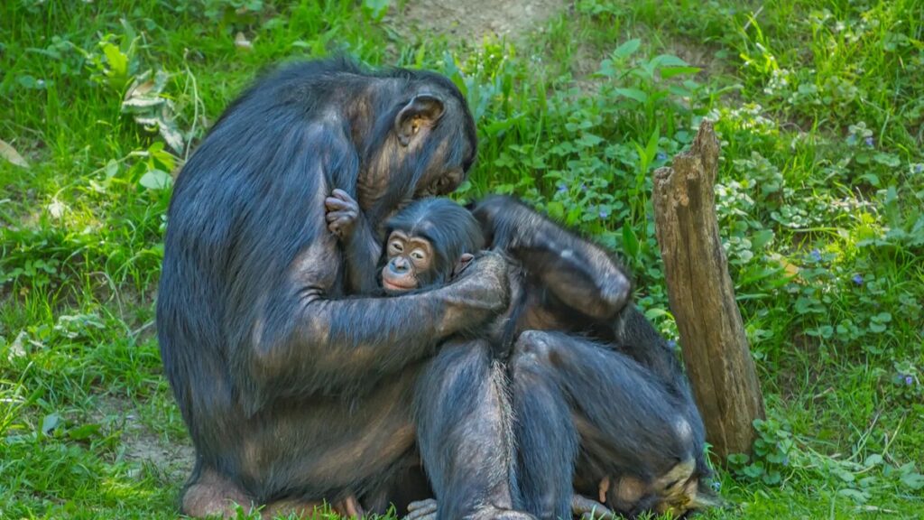 El fin de un mito: no hay ‘machos alfa’ en las sociedades de primates