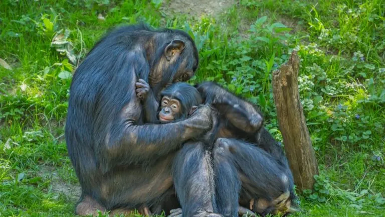 El fin de un mito: no hay ‘machos alfa’ en las sociedades de primates