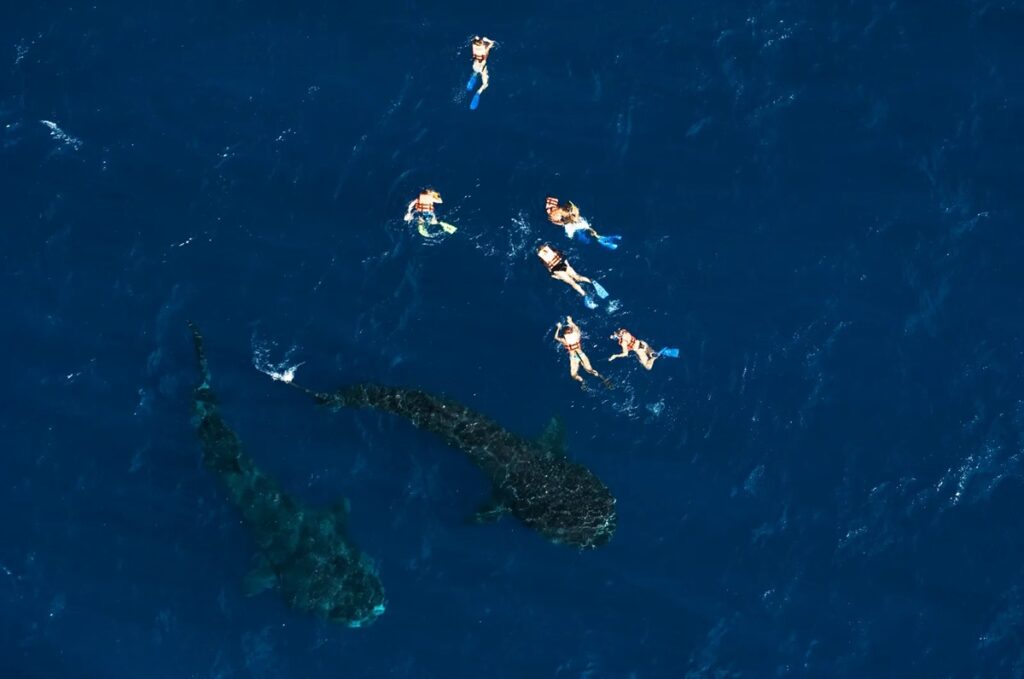 El majestuoso tiburón ballena está en peligro otra vez