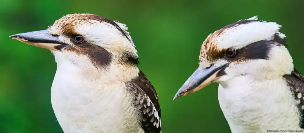Cambio de sexo en aves silvestres es más común de lo pensado
