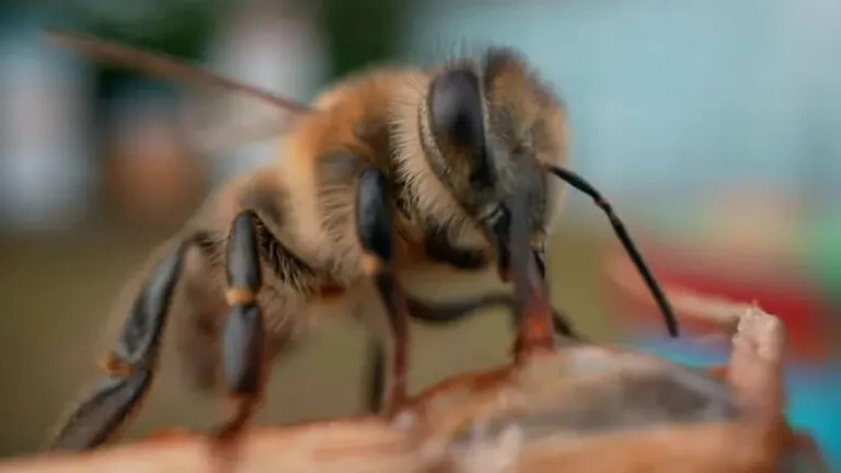 Con superalimento, científicos de Oxford buscan salvar a las abejas de su desaparición