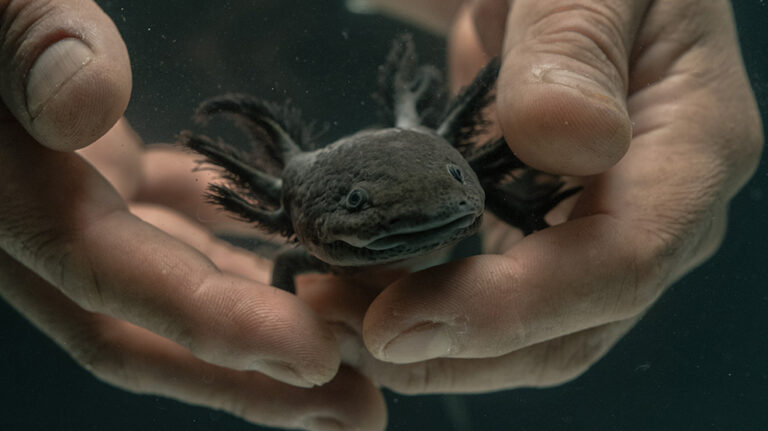 El misterio del ajolote 'invisible' de Xochimilco