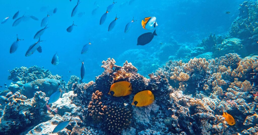 Arrecifes al borde: el planeta alcanza su primer punto de no retorno