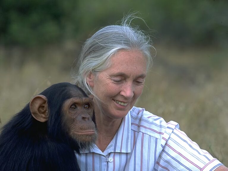 Muere Jane Goodall, pionera en el estudio de chimpancés