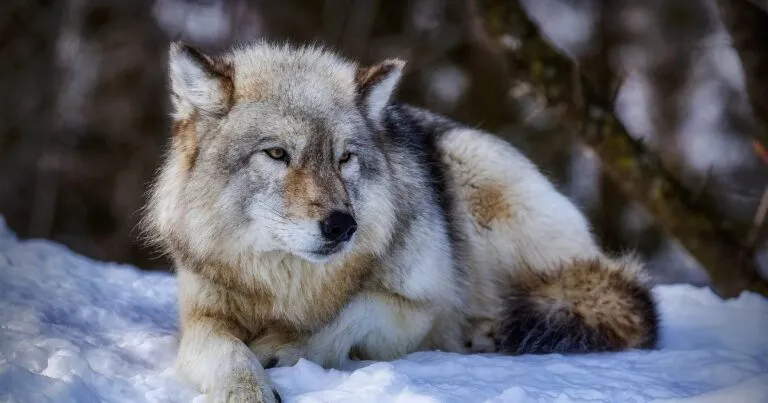 Trump avanza para reducir protecciones a especies en peligro