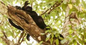 AJEMEX integra el cuidado del bienestar animal en su esencia corporativa