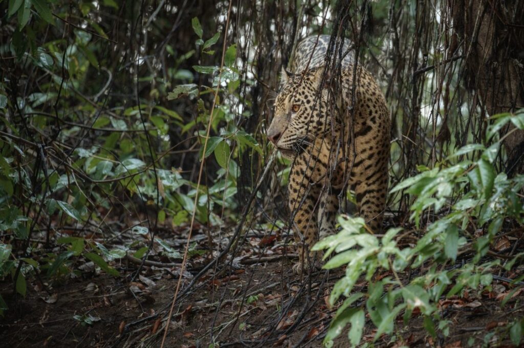 Conservación de fauna silvestre en México relacionada a iniciativas de AJEMEX.