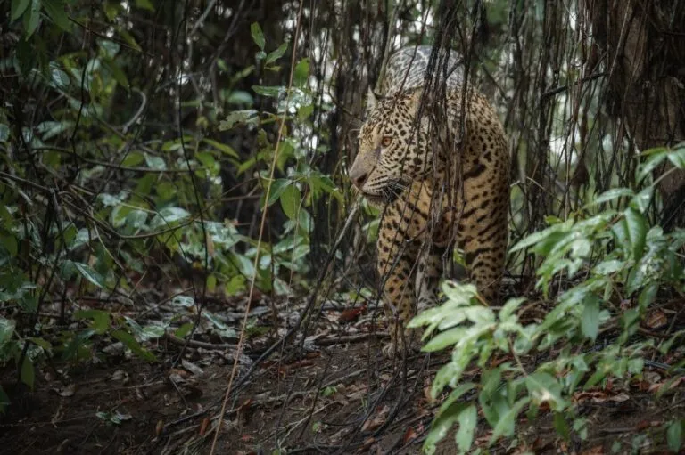 Conservación de fauna silvestre en México relacionada a iniciativas de AJEMEX.