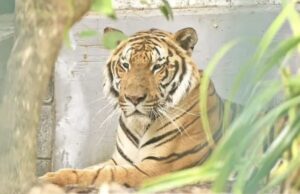 El bienestar de los animales yace como uno de los compromisos de la administración de Patricia Lobeira Rodríguez.