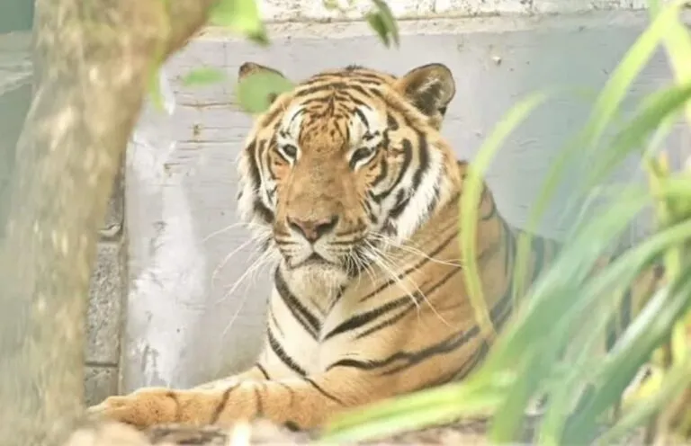 El bienestar de los animales yace como uno de los compromisos de la administración de Patricia Lobeira Rodríguez.