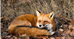 Zorros urbanos: no se están domesticando