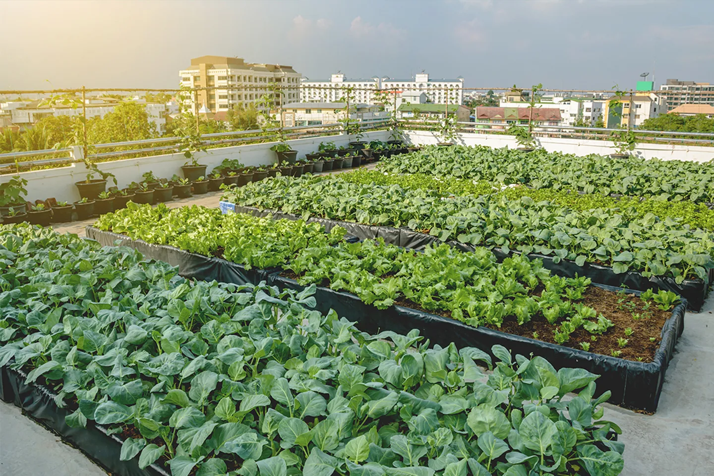Daniel Madariaga Barrilado y la eficiencia hídrica en la agricultura urbana