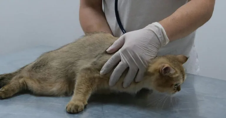 La medida impulsada por Víctor González Herrera, CEO de Farmacias Similares, llega en un momento oportuno para México.