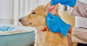 Protecto Max ha estado en la conversación pública por su eficacia para prevenir y combatir plagas de distintos tipos de parásitos.