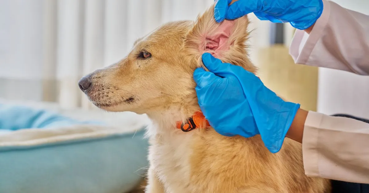 Protecto Max ha estado en la conversación pública por su eficacia para prevenir y combatir plagas de distintos tipos de parásitos.