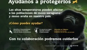 Activan protocolo de atención a primates por altas temperaturas