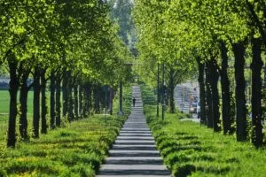 Árboles contrarrestan la mitad del calor urbano mundial